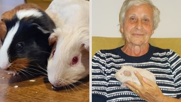 Garforth care home Residents meet new pet guinea pigs